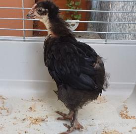 Pulcino Marans