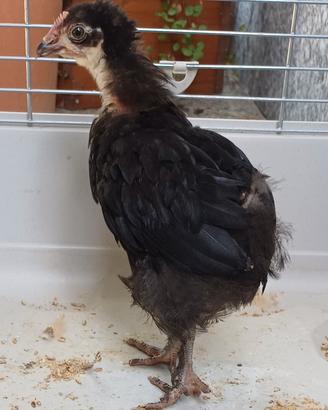 Pulcino Marans