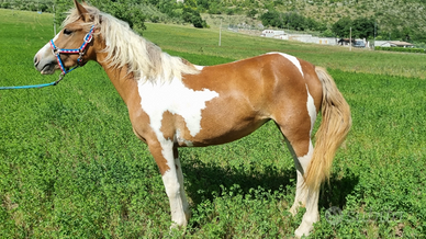 Cavalla per principianti