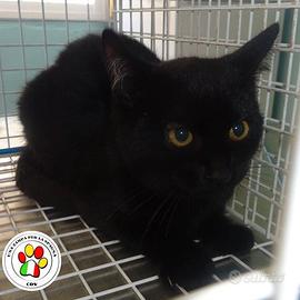 TOM sei ancora un cucciolo