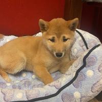 Disponibili shiba inu 2 mesi