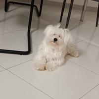 Maltese
