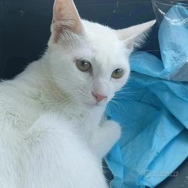 Biancaneve gattina 10 mesi