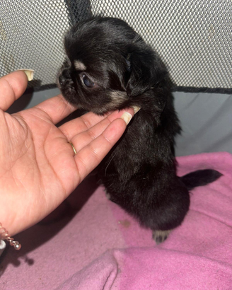 Chihuahua