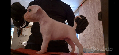 Boxer cucciolo