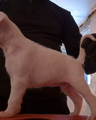 Boxer cucciolo