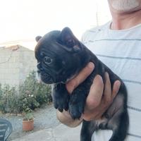 Cuccioli Bulldog Francese