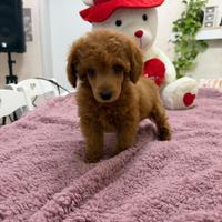 Barboncino (barbone) Toy fulvo