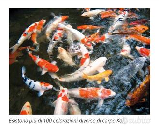 Carpe koi bellissime