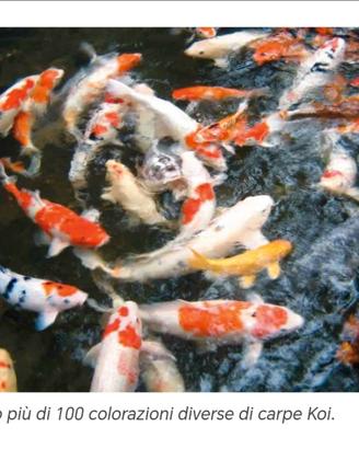 Carpe koi bellissime