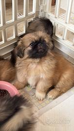 Pechinesi cuccioli