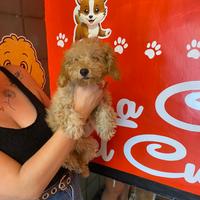 Barboncino toy femmina albicocca