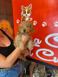 Barboncino toy femmina albicocca