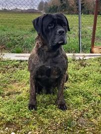 Femmina di cane corso