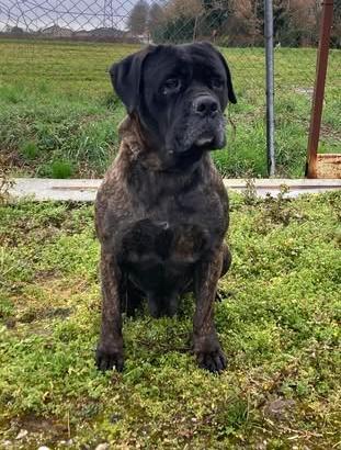 Femmina di cane corso