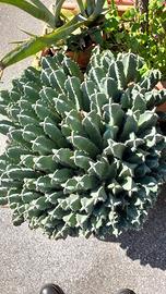 Splendida pianta di euphorbia resinifera