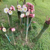 Cactus 20-100cm, spinoso, succulenta