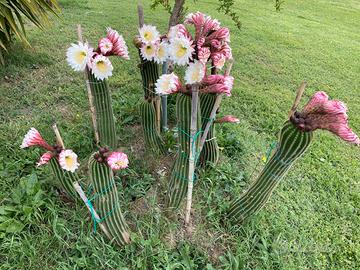 Cactus 20-100cm, spinoso, succulenta