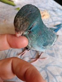 Kakariki allevato a amano