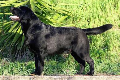 Labrador retriver