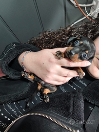 Bassotto nero focato