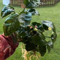 Piante acquario anubias