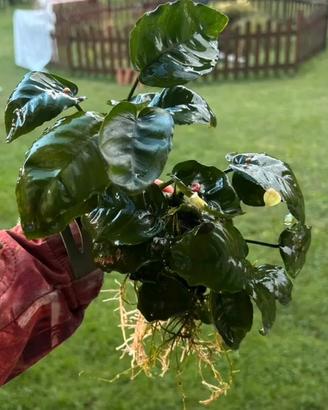 Piante acquario anubias