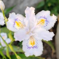 iris japonica 