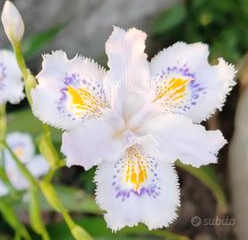 iris japonica 