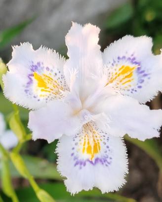 iris japonica 