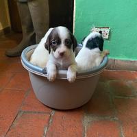 Cucciole di setter inglese
