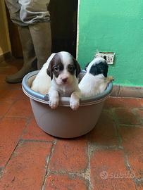 Cucciole di setter inglese