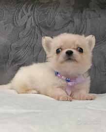 cucciola di chihuahua 