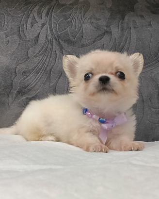 cucciola di chihuahua 