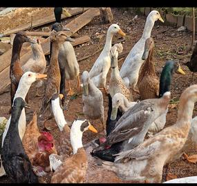 Anatre corritrici indiane