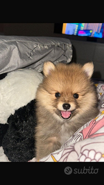 Spitz Toy nano di Pomerania