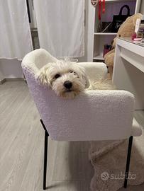 Maltese maschio 4 anni per accoppiamento a Varese
