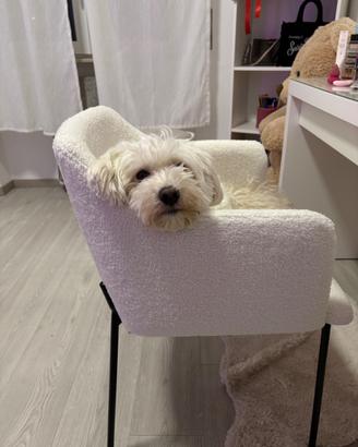 Maltese maschio 4 anni per accoppiamento a Varese