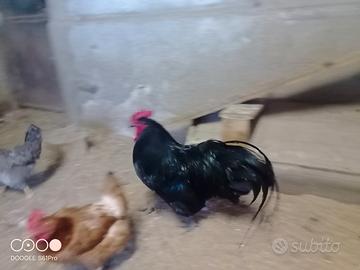 Gallo Australorp