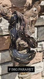 Boa constrictor IMG sub adulti