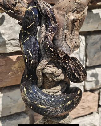 Boa constrictor IMG sub adulti