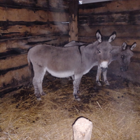2 asini. 1 maschio castrato e 1 femmina