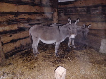 2 asini. 1 maschio castrato e 1 femmina