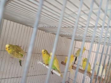 Cocorite