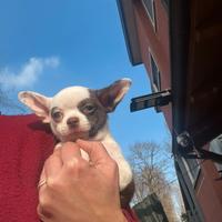 Chihuahua