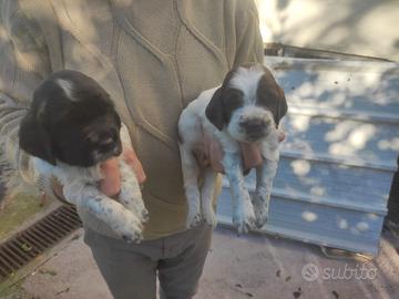 Cuccioli setter Inglese (20 giorni)