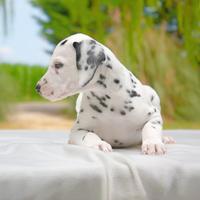 Dalmata maschio bianco e nero