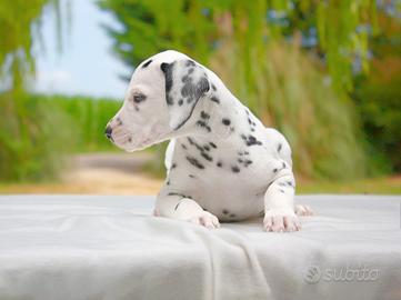 Dalmata maschio bianco e nero