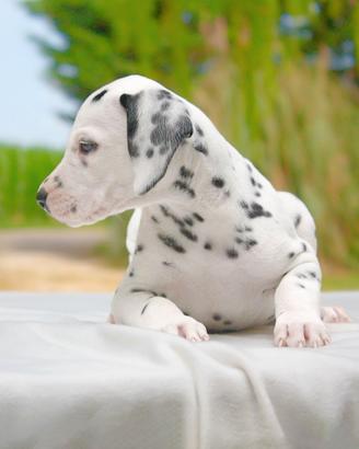 Dalmata maschio bianco e nero