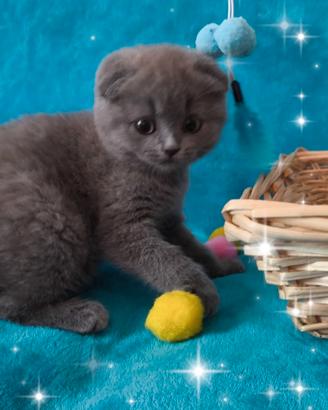 Gattina scottish fold